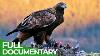 The Golden Eagle Master Of The Sky Free Documentary Nature